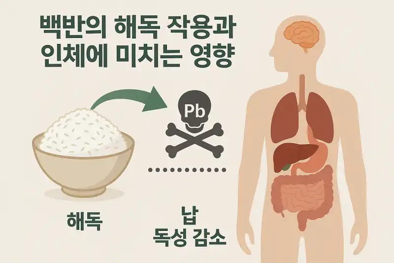 백반의 해독 작용과 인체에 미치는 영향